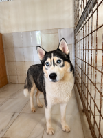 Adopter  chien : Siku