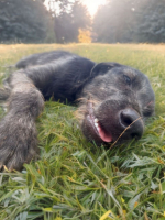 Adopter  chien : Drake