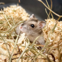 Adopter  NAC : Hamsters