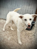 Adopter  chien : Allie
