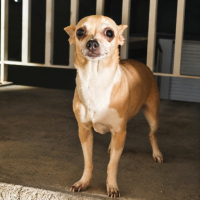 Adopter  chien : Loulya