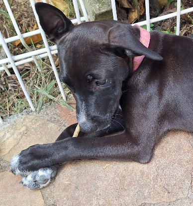 Adopter Arona