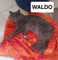 Adopter  chat : Waldo