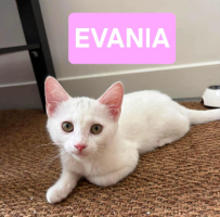 Adopter  chat : Evania adoptable avec un chat déj