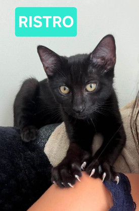 Adopter Ristro adoptable avec un chat déj