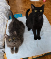 Adopter  chat : Pazia et blyra a ensemble