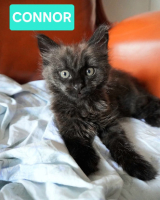 Adopter  chat : Connor adoptable avec un chat déj