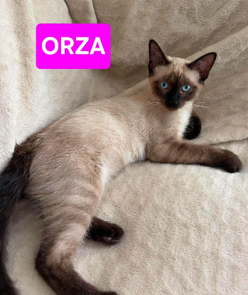 Adopter Orza a en duo ou seul si déj