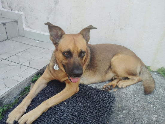 Adopter Karamelo