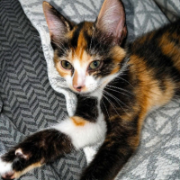 Adopter  chat : Zena