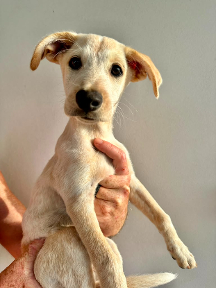 Adopter Toggo