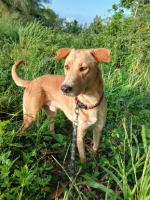 Adopter  chien : Kiko