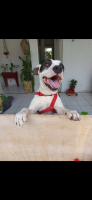Adopter  chien : Tommy