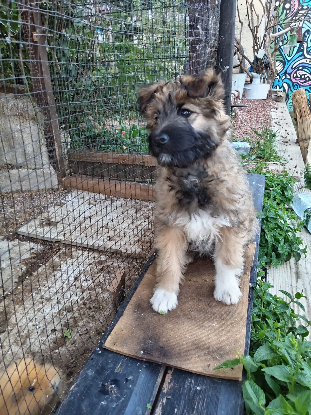 Adopter Mystie