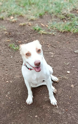 Adopter Dolce