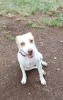 Adopter  chien : Dolce