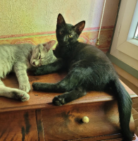 Adopter  chat : Onyx