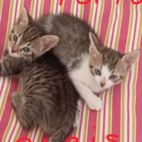 Adopter  chat : Paris et tokyo