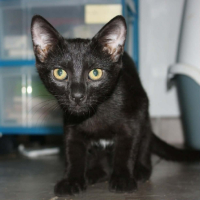 Adopter  chat : Blizzard