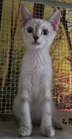 Adopter  chat : Bali