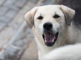 Adopter  chien : Ipso