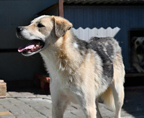 Adopter Ipso