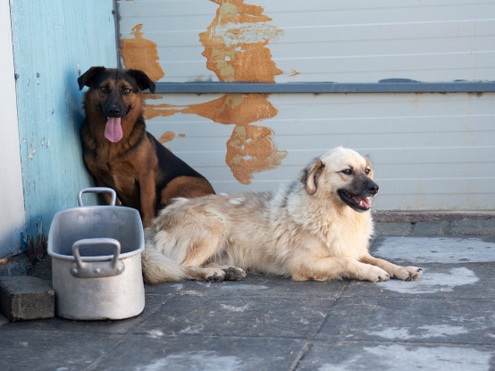 Adopter Jango