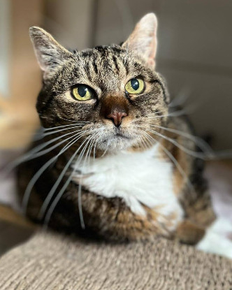 Image Je deviens famille d'accueil pour chat laissé pour compte