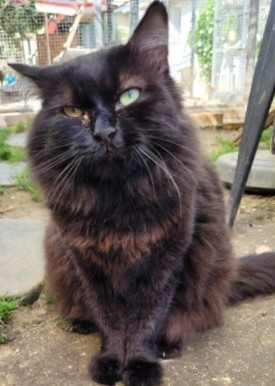 Image Je deviens famille d'accueil pour chat laissé pour compte