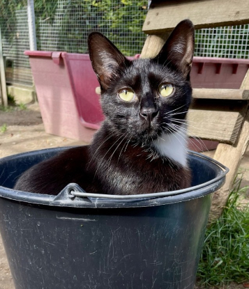 Je participe au nettoyage de la chatterie le matin à l'Ecole