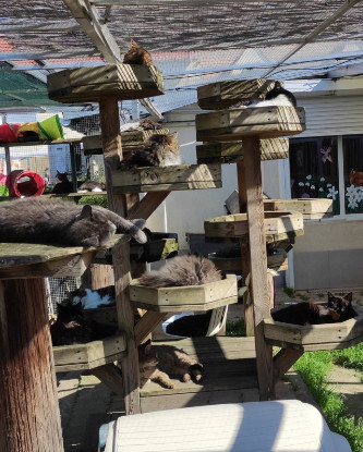 Image Je participe au nettoyage de la chatterie le matin à l'Ecole