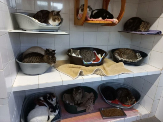 Image Je participe au nettoyage de la chatterie le matin à l'Ecole