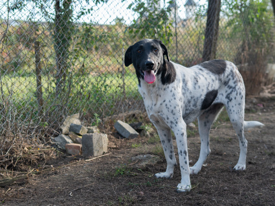 Adopter Kenza