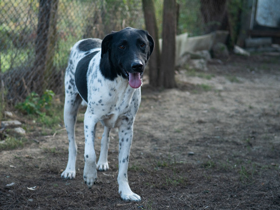 Adopter Kenza