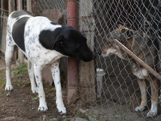 Adopter Kenza