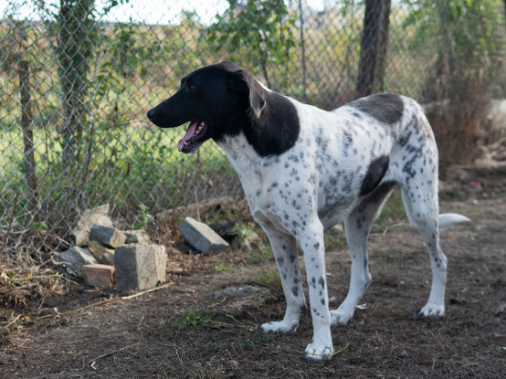 Adoption Kenza
