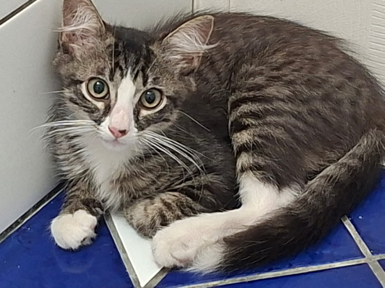 Adopter Kinoa