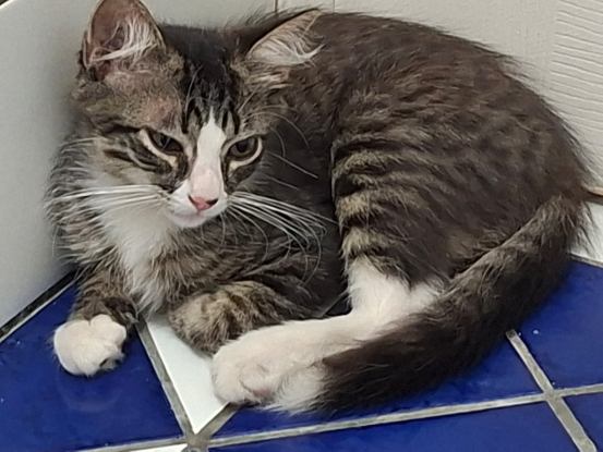 Adopter Kinoa