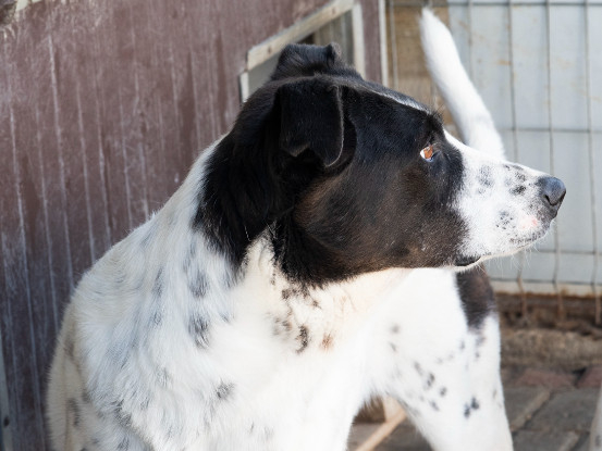 Adoption Koro
