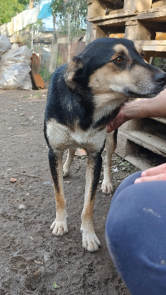 Adopter Kovu