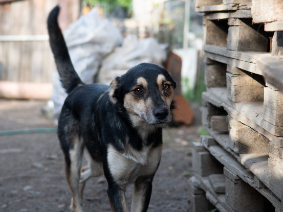 Adopter Kovu