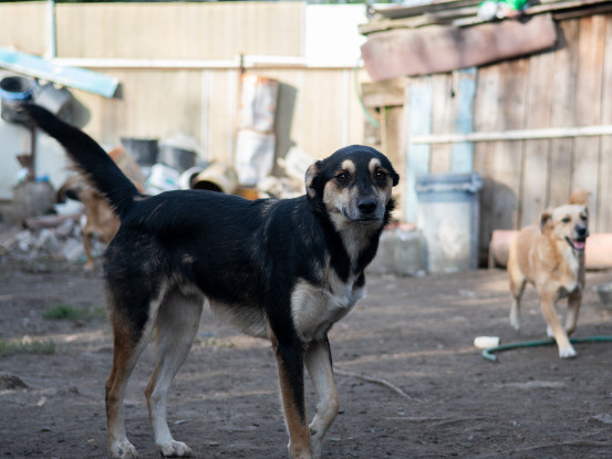 Adoption Kovu