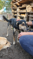 Adopter  chien : Kovu
