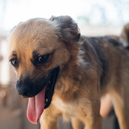 Adopter Latifa