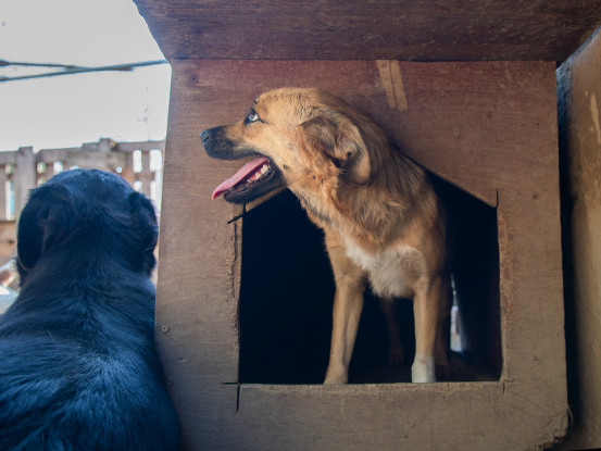 Adopter Latifa