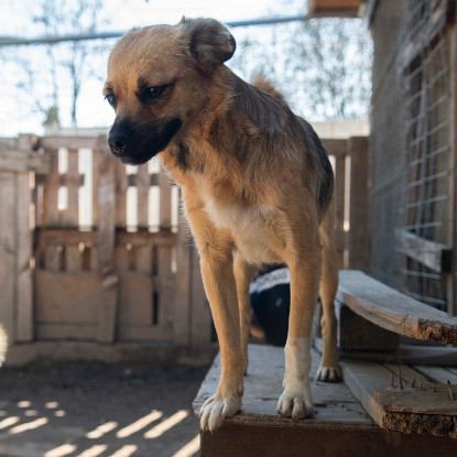Adopter Latifa