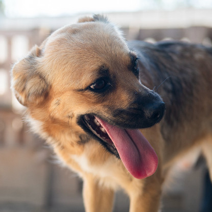 Adopter Latifa
