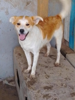 Adopter  chien : Lazlo
