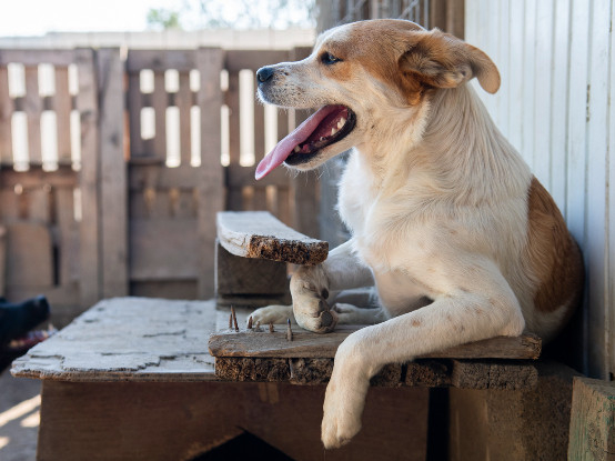 Adopter Lazlo