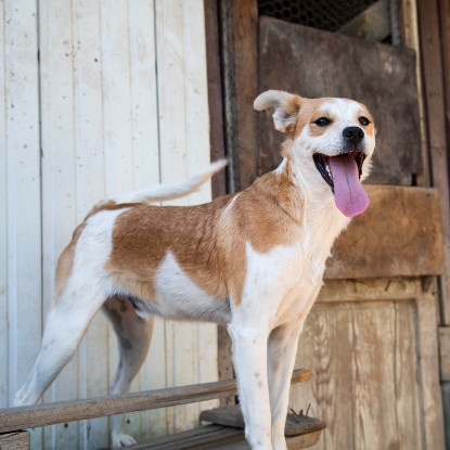 Adoption Lazlo